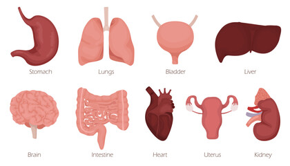Cartoon human organs. Organ character set with brain lung intestine heart kidney liver and stomach mascots.
