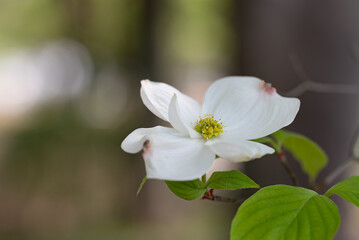 Obraz na płótnie Canvas 一輪の白いハナミズキの花　