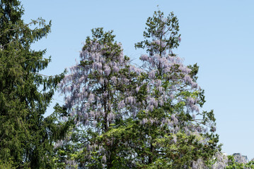 木に絡みついた満開の野生の藤の花　