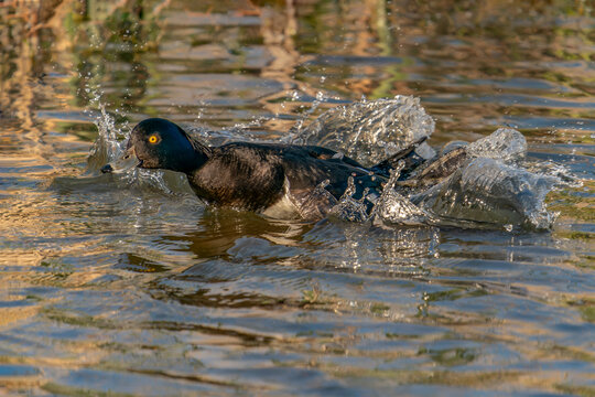 Tufted Duck (Anatidae) taking off from water. Arnhem the Netherlands       