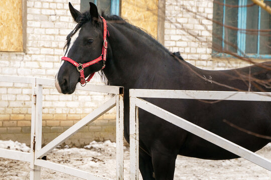 Portrait of a draft horse standing behind a fence in a paddock.