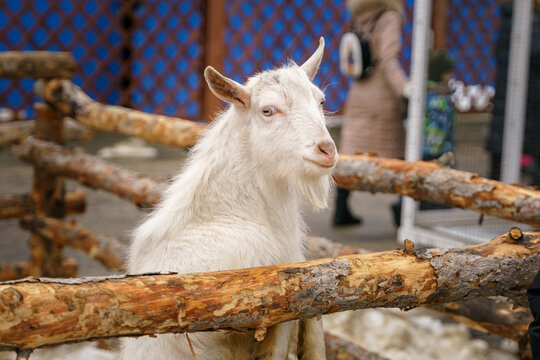 A girl takes a picture of a goat that is behind a wooden fence