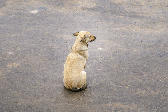 Homeless dog sits alone on wet pavement
