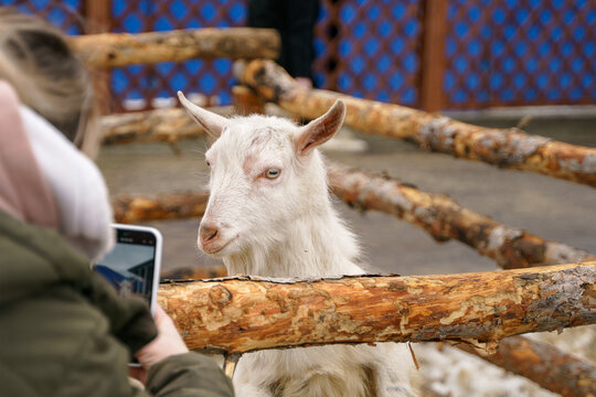 A girl takes a picture of a goat that is behind a wooden fence