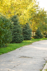 A park path lined with spruce trees. In the background are trees with yellowed autumn leaves. Golden sunlight.