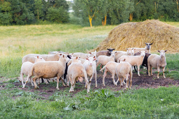 Fototapeta premium Sheep graze in a meadow on green grass near a haystack.