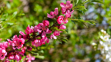 Chaenomeles speciosa
