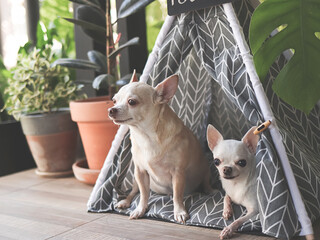Two different size Chihuahua dogs sitting in gray teepee tent with blank name tag between house plant pot in balcony.