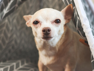 rown Chihuahua dog sitting in gray teepee tent  on wooden floor.  looking at camera.