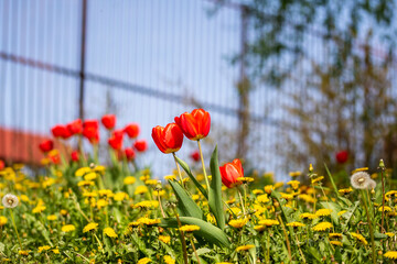 Red blooming tulips on a green meadow in the sunlight. Spring.