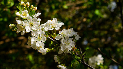 Cherry tree blossom in spring in Ukraine