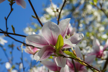 Magnolia blooming in the spring - seen upwards against blue sky 