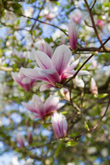 Magnolia blooming in the spring, on a sunny day