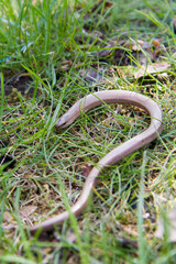 The slow worm (Anguis fragilis) among grass
