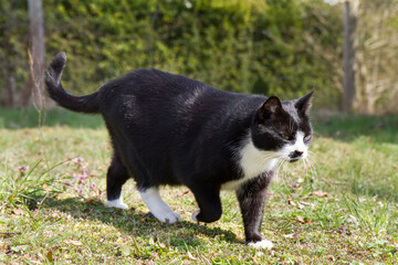 Black and white cat walking briskly through a garden