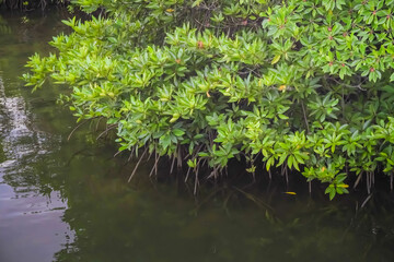 Mangrove tree forest in brackish waters. Mangroves are a habitat for various creatures in an ecosystem that also function as a barrier to waves and sea water abrasion or erosion. Concept for earth day