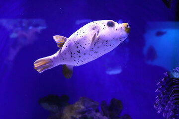 delicacy in Japan: puffer fish, pufferfish in an aquarium