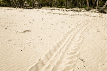 Sea turtle nest on the white beach sands with tracks to the ocean, coming and going. Concept for preservation, endangered, extinction, rare animals, ecosystem, environment, earth day.