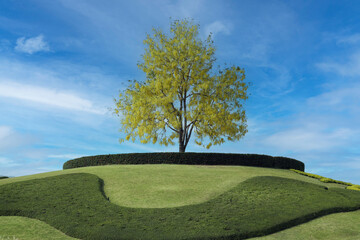 Golden shower Tree, Cassia Fistula or Pudding-pine Tree flowers in the garden at Royal Park Rajapruek, Chiang Mai, Thailand.