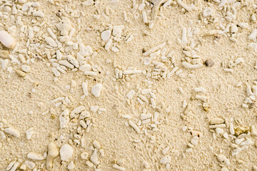 Rocky Beach, white sand and coral fragments during the day. Texture background with daylight top...