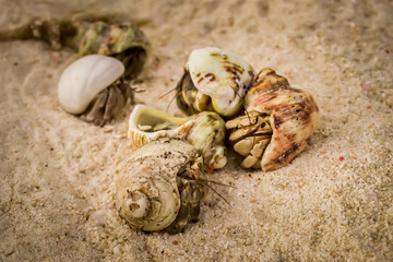 Close up group of cute hermit crab carry beautiful shell crawling on the sand beach in warm sunlight of early morning. Hermit crab use empty shell as its mobile safety home