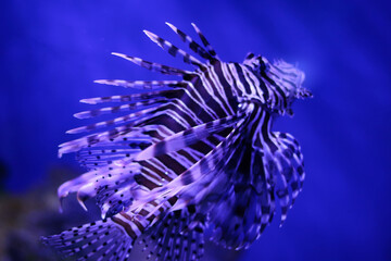 Colored sea fish in a large aquarium with lighting