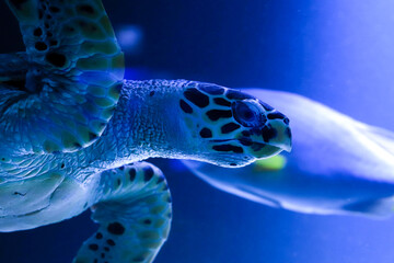 Large marine, oceanic turtle in an illuminated aquarium