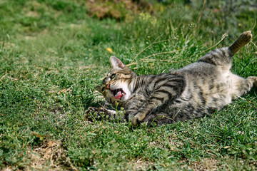 Funny tabby cat playing with captured dragonfly in green grass. Striped domestic gray cat having fun outdoors.
