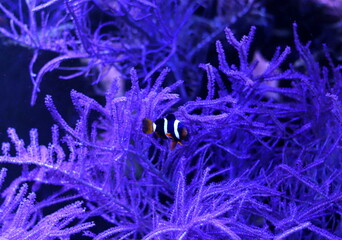 colored clown fish in an aquarium with lighting