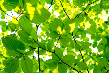 Feuille De L'arbre