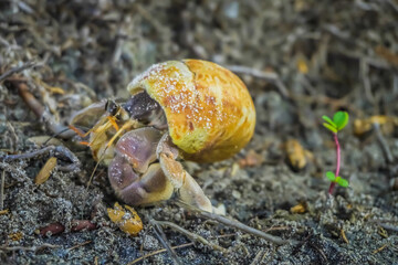 Close up of cute hermit crab carry beautiful shell crawling on the sand beach in warm sunlight of early morning. Hermit crab use empty shell as its mobile safety home