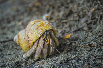 Close up of cute hermit crab carry beautiful shell crawling on the sand beach in warm sunlight of early morning. Hermit crab use empty shell as its mobile safety home