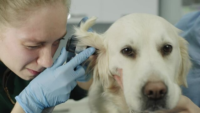 A Caucasian female veterinarian examines a dog's ears. A pet at a doctor's appointment in a hospital. Treatment of the animal by a professional. High quality 4k footage Generative AI