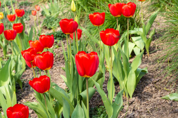 Red blooming tulips on a green meadow in the sunlight. Spring. - 598294055