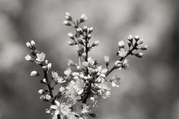 Fototapeta na wymiar White mirabelle plum flowers blooming in spring