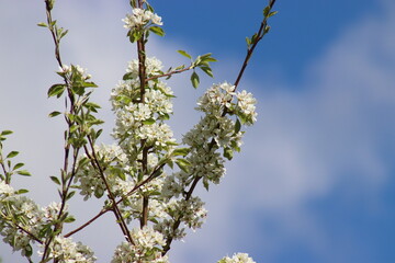 White mirabelle plum flowers blooming in spring