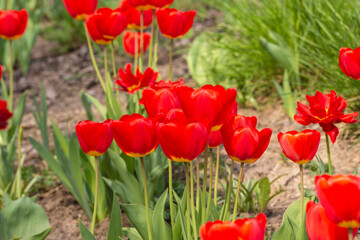 Red blooming tulips on a green meadow in the sunlight. Spring. - 598295819