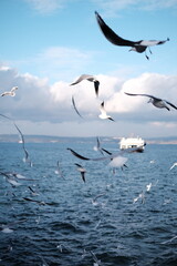 seagulls on the sea