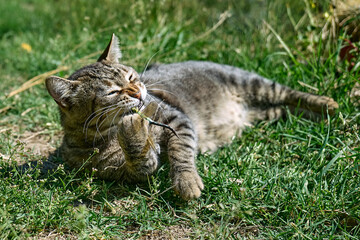 Naklejka na ściany i meble Funny tabby cat playing with captured dragonfly in green grass. Striped domestic gray cat having fun outdoors.