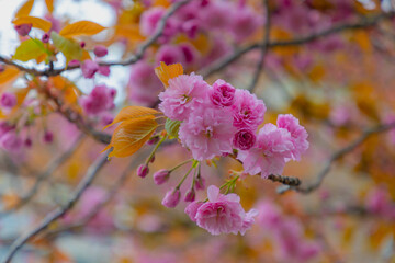 Selective focus full bloom of Prunus serrulata on tree, Branches of white pink cultivar flower in the garden, Oriental cherry flowering twig is a species of cherry, Nature floral pattern background.