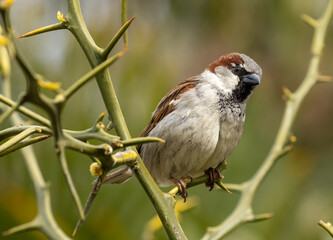 Close up portrait of a male house sparrow in the sunshine on a small branch