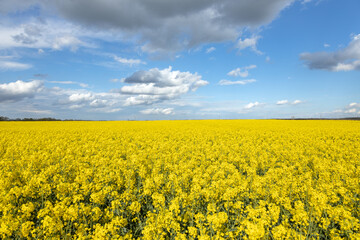  Canola Field in West Hungary