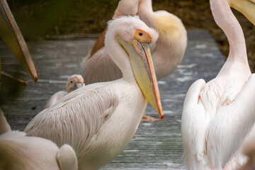A colony of Pelicans enjoying the sunshine in the zoo in Amsterdam 
