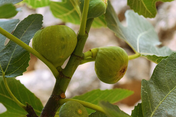 Close up view of some figs ripening on the tree branch among the leaves