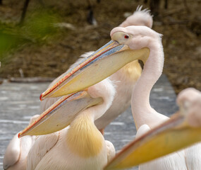 A colony of Pelicans enjoying the sunshine in the zoo in Amsterdam 