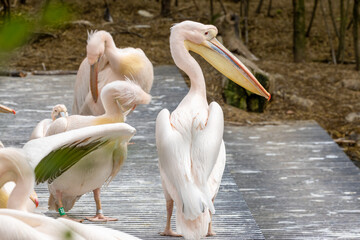 A colony of Pelicans enjoying the sunshine in the zoo in Amsterdam 
