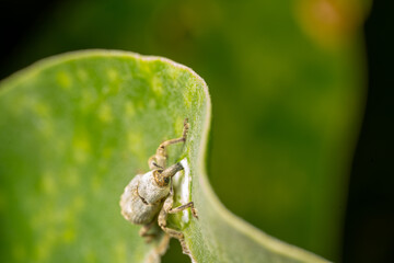 weevil of a plant