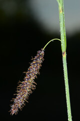 Schwarzährige Segge, Carex melanostachya