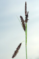 Schwarzährige Segge, Carex melanostachya