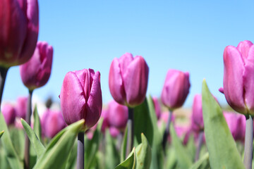 purple tulips on the background of a blue clear sky